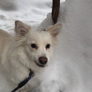 Meet your Posher, C a